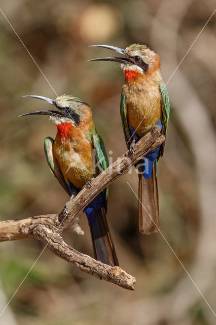 White-fronted Bee-eater (Merops bullockoides)