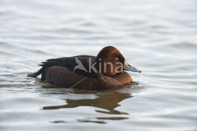 White-eyed Pochard