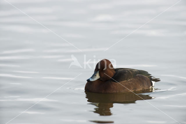 White-eyed Pochard