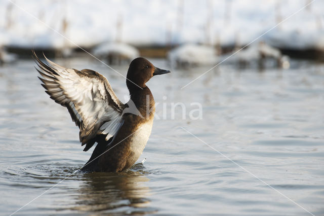 White-eyed Pochard