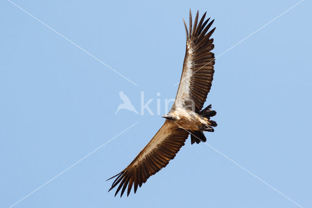 African white-backed vulture (Gyps africanus)