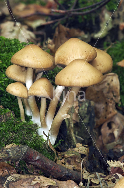 Witsteelfranjehoed (Psathyrella piluliformis)