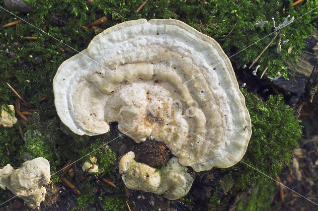 Witte bultzwam (Trametes gibbosa)