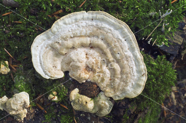 Witte bultzwam (Trametes gibbosa)