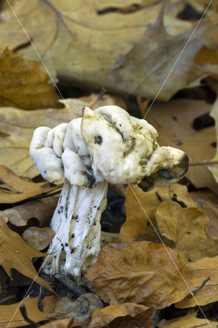 Witte kluifzwam (Helvella crispa)