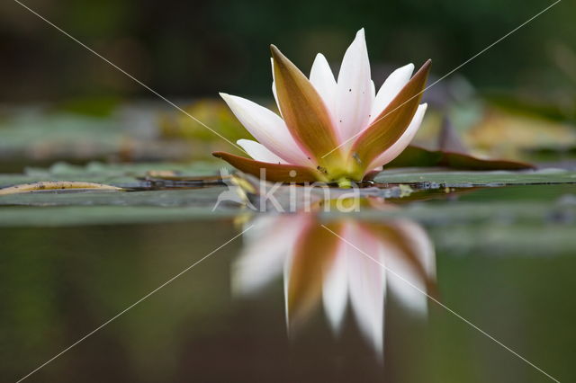 Witte waterlelie (Nymphaea alba)