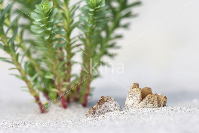 Zandtulpje (Peziza ammophila)