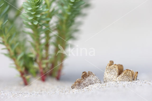 Zandtulpje (Peziza ammophila)