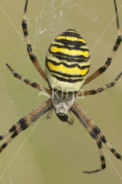 wasp spider (Argiope bruennichi)