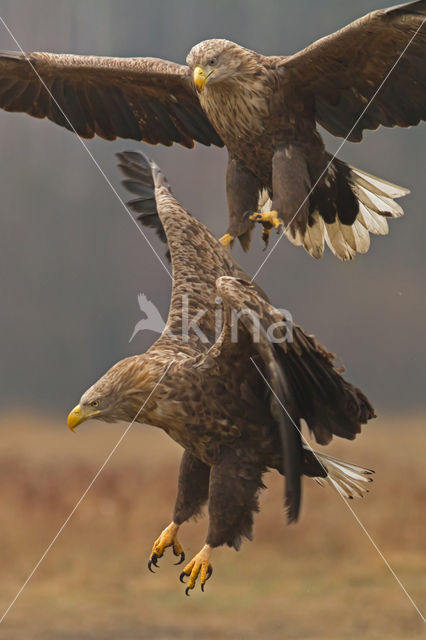 Zeearend (Haliaeetus albicilla)