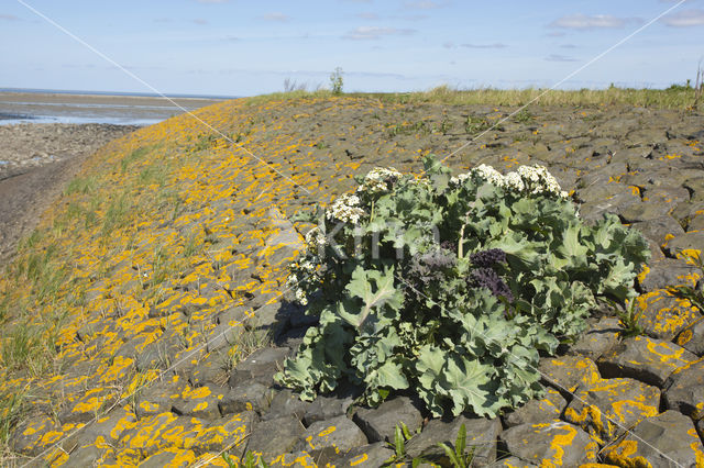 Zeekool (Crambe maritima)