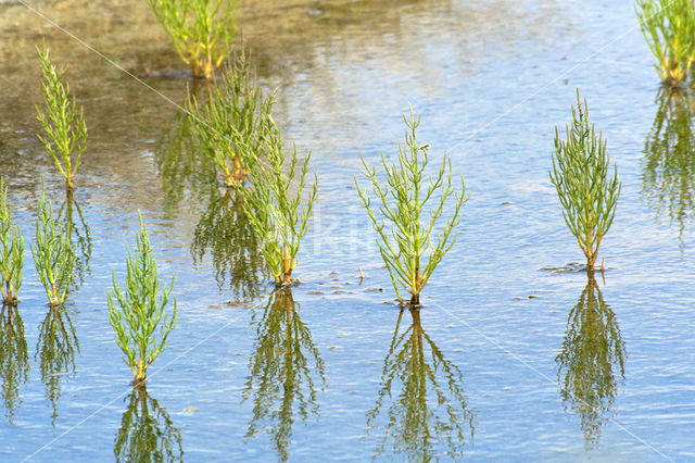 Glasswort (Salicornia spec)