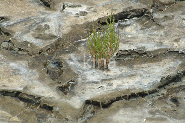 Zeekraal (Salicornia spec)