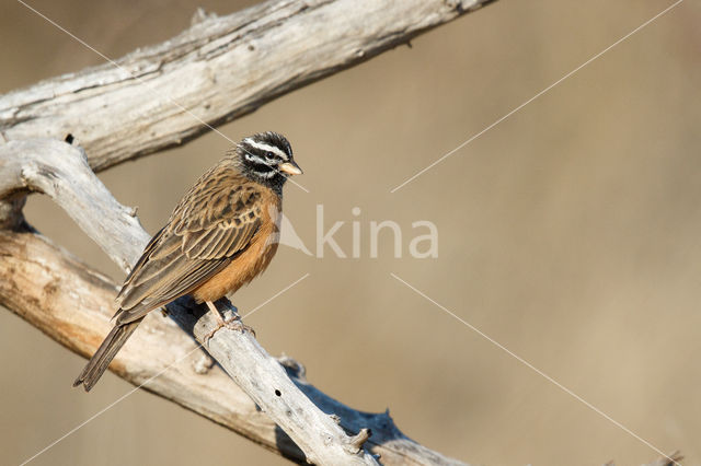 Zevenstrepengors (Emberiza tahapisi)