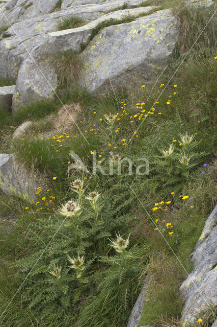 Zilverdistel (Carlina acaulis)