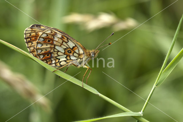 Small Pearl-Bordered Fritillary (Boloria selene)