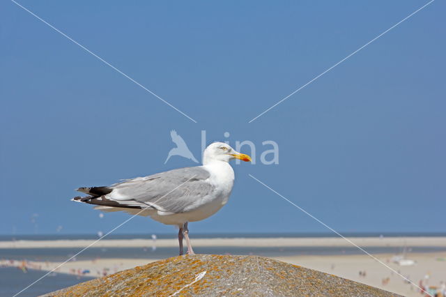 Zilvermeeuw (Larus argentatus)