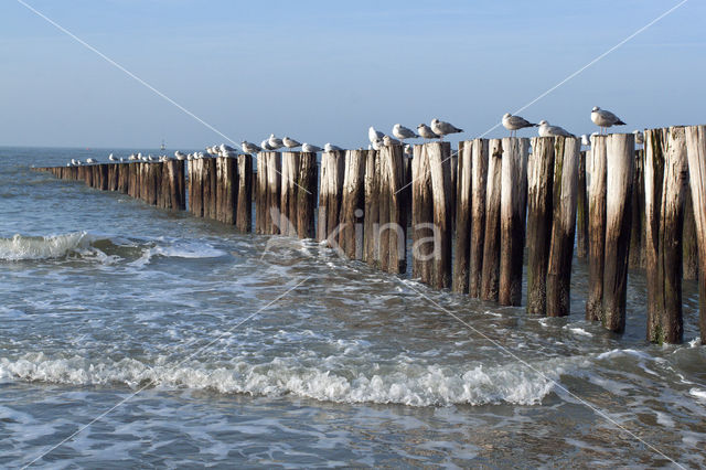 Zilvermeeuw (Larus argentatus)