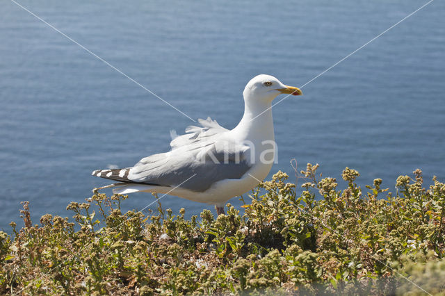 Zilvermeeuw (Larus argentatus)