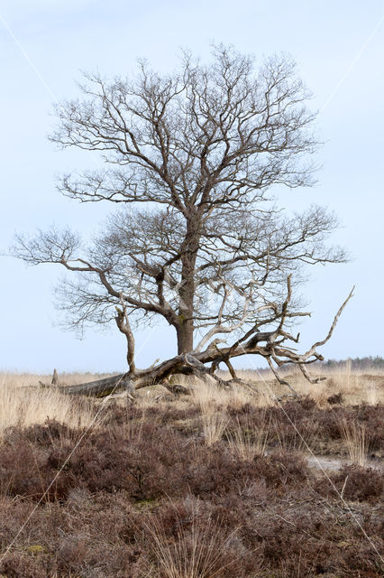 Common Oak