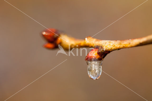 Zomereik (Quercus robur)