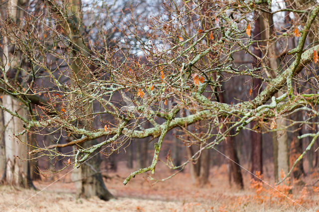 Common Oak