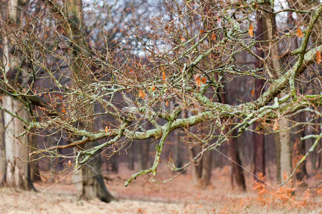 Zomereik (Quercus robur)