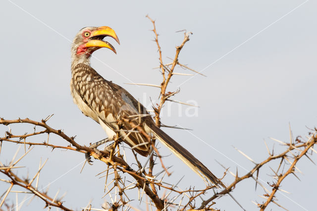 Zuidelijke Geelsnaveltok (Tockus leucomelas)