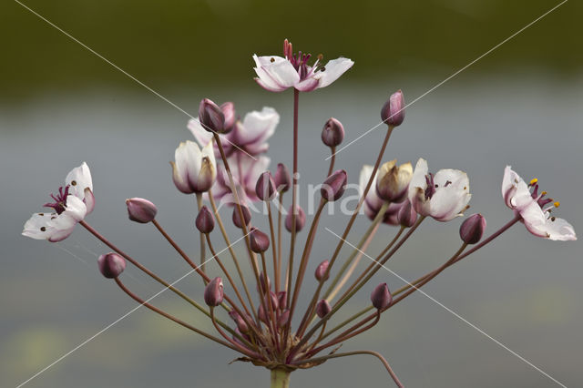 Zwanenbloem (Butomus umbellatus)