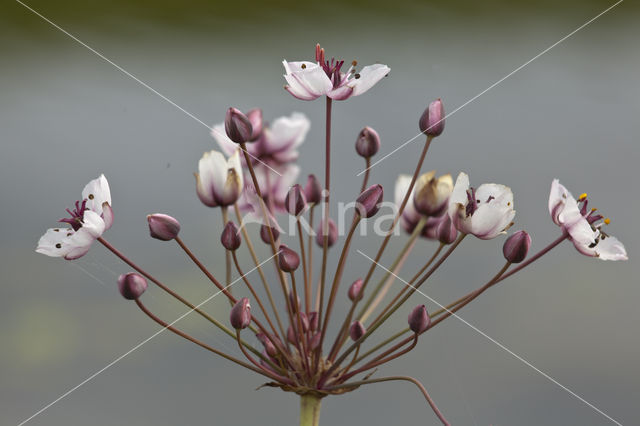 Zwanenbloem (Butomus umbellatus)