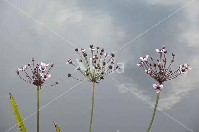 Flowering-rush (Butomus umbellatus)