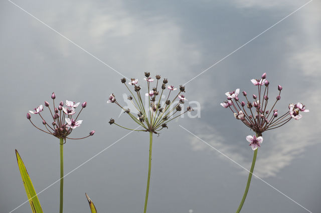 Zwanenbloem (Butomus umbellatus)