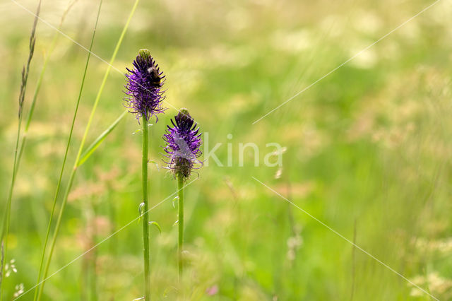 Zwartblauwe rapunzel (Phyteuma spicatum ssp.nigrum)