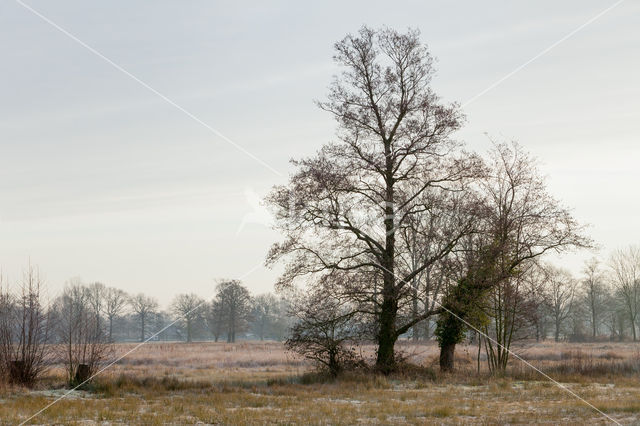 Zwarte els (Alnus glutinosa)