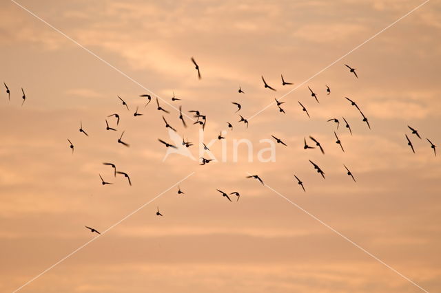 Carrion Crow (Corvus corone)