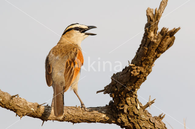 Zwartkruinklauwier (Tchagra senegalus)