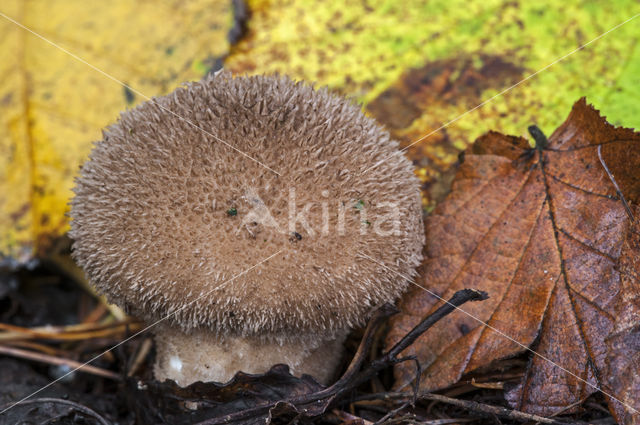 Zwartwordende stuifzwam (Lycoperdon foetidum)