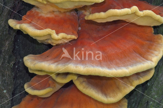 Zwavelzwam (Laetiporus sulphureus)