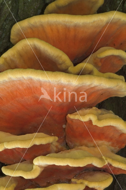 Zwavelzwam (Laetiporus sulphureus)