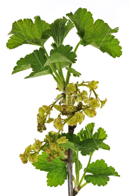 Red Currant (Ribes rubrum)