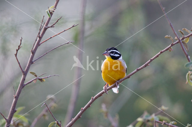 Golden-breasted bunting (Emberiza flaviventris)