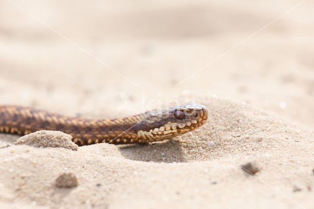 Adder (Vipera berus)