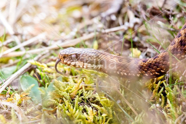 Common Viper (Vipera berus)