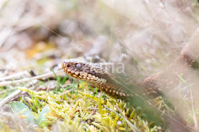 Common Viper (Vipera berus)