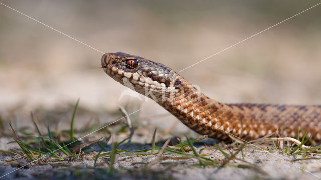 Common Viper (Vipera berus)