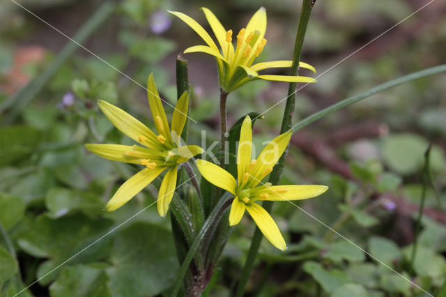 Field Star-of-Bethlehem (Gagea villosa)