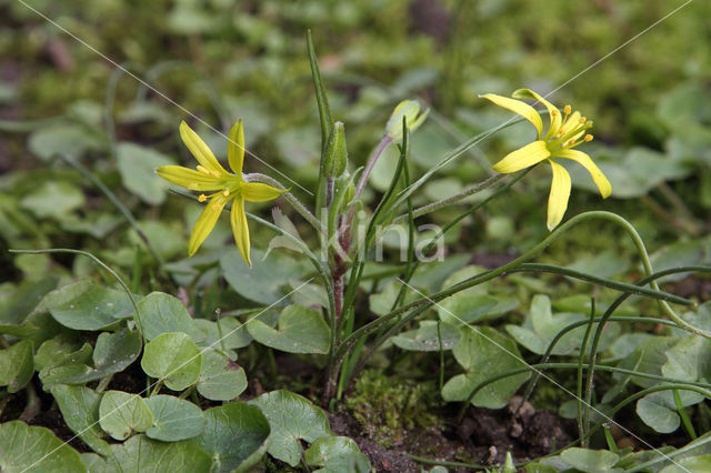 Akkergeelster (Gagea villosa)