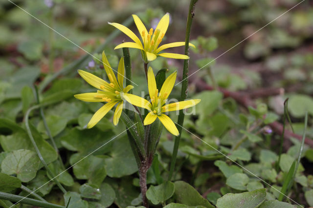 Field Star-of-Bethlehem (Gagea villosa)