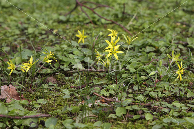 Akkergeelster (Gagea villosa)