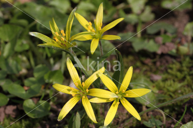 Akkergeelster (Gagea villosa)